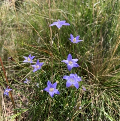 Wahlenbergia capillaris (Tufted Bluebell) at Mount Majura - 19 Jan 2024 by waltraud