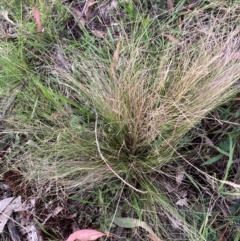 Nassella trichotoma (Serrated Tussock) at Watson, ACT - 18 Jan 2024 by waltraud