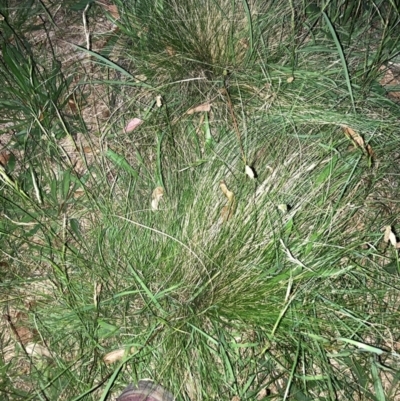 Nassella trichotoma (Serrated Tussock) at The Fair, Watson - 18 Jan 2024 by waltraud