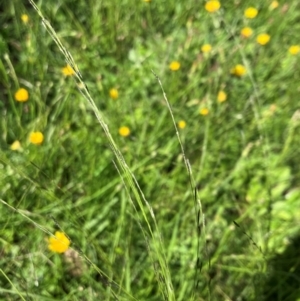 Eragrostis parviflora at Hall, ACT - 19 Jan 2024