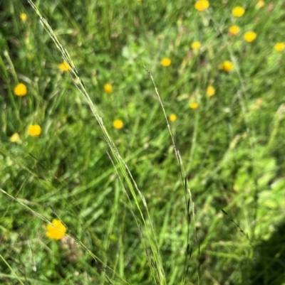 Eragrostis parviflora (Weeping Love Grass) at Hall, ACT - 18 Jan 2024 by strigo