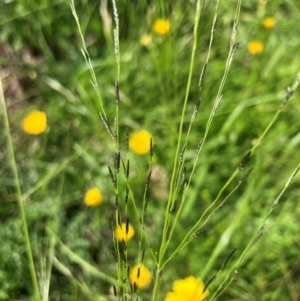 Eragrostis parviflora at Hall, ACT - 19 Jan 2024