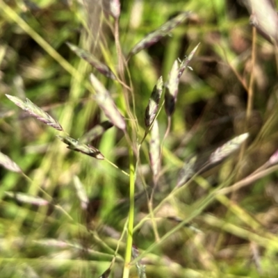 Eragrostis brownii (Common Love Grass) at Hall, ACT - 19 Jan 2024 by strigo