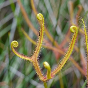 Drosera binata at Booderee National Park - 17 Jan 2024 02:21 PM