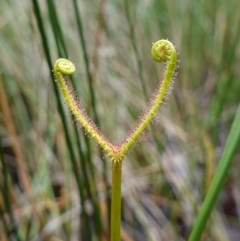 Drosera binata at Booderee National Park - 17 Jan 2024 02:21 PM