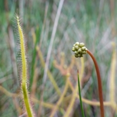 Drosera binata at Booderee National Park - 17 Jan 2024 02:21 PM