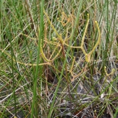 Drosera binata at Booderee National Park - 17 Jan 2024 02:21 PM