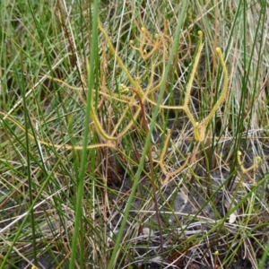 Drosera binata at Booderee National Park - 17 Jan 2024 02:21 PM