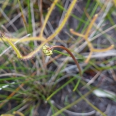 Drosera binata at Booderee National Park - 17 Jan 2024