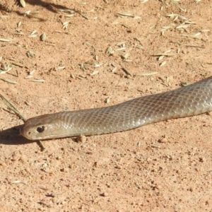 Pseudonaja textilis at Lions Youth Haven - Westwood Farm A.C.T. - 19 Jan 2024 05:38 PM