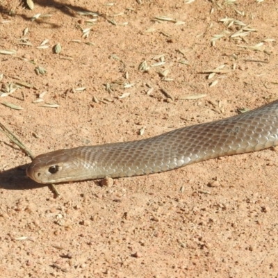 Pseudonaja textilis (Eastern Brown Snake) at Lions Youth Haven - Westwood Farm - 19 Jan 2024 by HelenCross