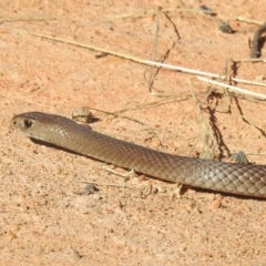 Pseudonaja textilis at Lions Youth Haven - Westwood Farm A.C.T. - 19 Jan 2024 05:38 PM