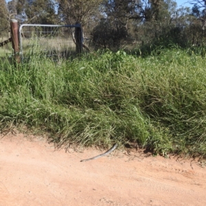 Pseudonaja textilis at Lions Youth Haven - Westwood Farm A.C.T. - 19 Jan 2024 05:38 PM