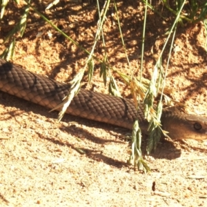 Pseudonaja textilis at Lions Youth Haven - Westwood Farm A.C.T. - 19 Jan 2024