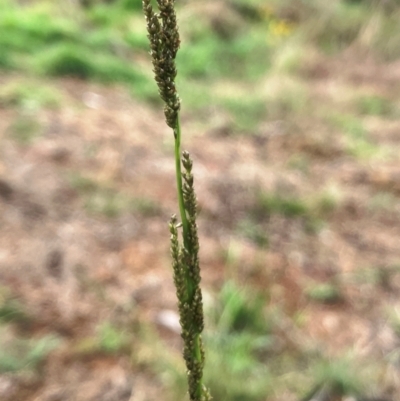 Sporobolus creber (Slender Rat's Tail Grass) at Hall, ACT - 17 Jan 2024 by strigo