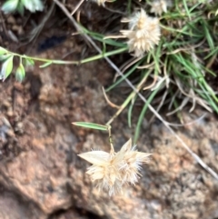 Rytidosperma carphoides (Short Wallaby Grass) at Hall, ACT - 12 Jan 2024 by strigo