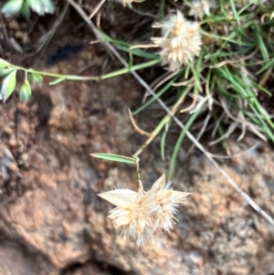 Rytidosperma carphoides at Hall, ACT - 12 Jan 2024