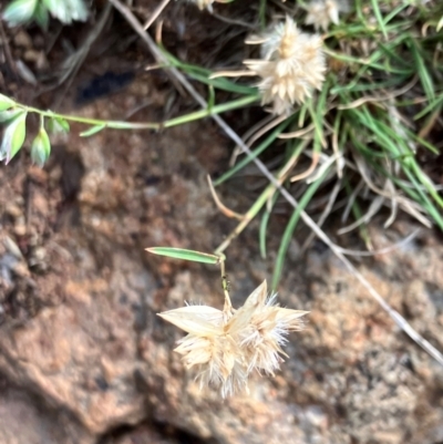 Rytidosperma carphoides (Short Wallaby Grass) at Hall, ACT - 12 Jan 2024 by strigo