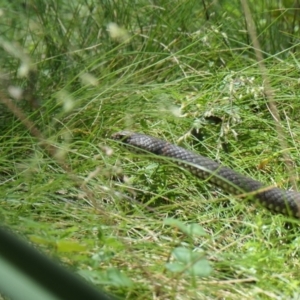 Austrelaps ramsayi at Tallaganda National Park - 19 Jan 2024