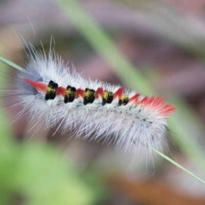 Trichiocercus sparshalli (Sparshall's Moth) at Nunnock Swamp - 18 Jan 2024 by AlisonMilton
