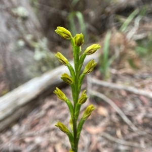 Prasophyllum flavum at South East Forest National Park - 8 Jan 2024