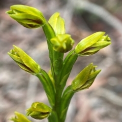 Prasophyllum flavum at South East Forest National Park - 8 Jan 2024