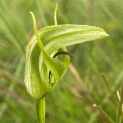 Pterostylis aneba (Small Mountain Greenhood) at South East Forest National Park - 8 Jan 2024 by AJB
