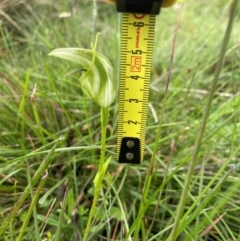 Pterostylis aneba at Nunnock Swamp - suppressed