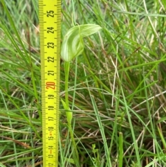 Pterostylis aneba at Nunnock Swamp - suppressed