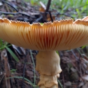 Amanita ochrophylla group at Gleniffer, NSW - 18 Jan 2024 07:50 PM