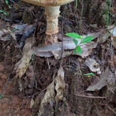 Amanita ochrophylla group at Gleniffer, NSW - 18 Jan 2024