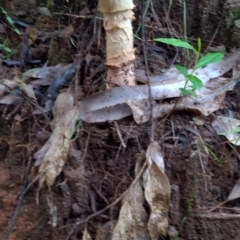 Amanita ochrophylla group at Gleniffer, NSW - 18 Jan 2024