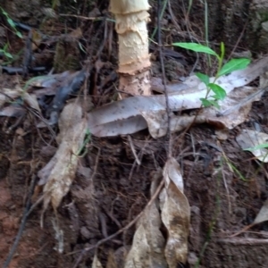 Amanita ochrophylla group at Gleniffer, NSW - 18 Jan 2024