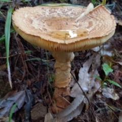 Amanita ochrophylla group at Gleniffer, NSW - 18 Jan 2024