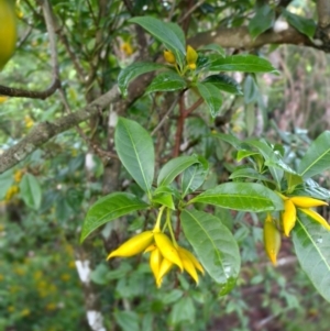 Tabernaemontana pandacaqui at Gleniffer, NSW - 18 Jan 2024