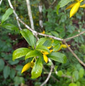 Tabernaemontana pandacaqui at Gleniffer, NSW - 18 Jan 2024