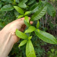 Tabernaemontana pandacaqui at Gleniffer, NSW - 18 Jan 2024