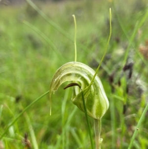 Diplodium aestivum at South East Forest National Park - 8 Jan 2024