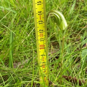 Diplodium aestivum at South East Forest National Park - suppressed