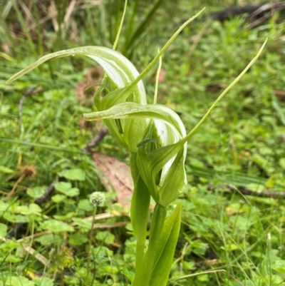 Pterostylis falcata (Sickle Greenhood) at Glen Allen, NSW - 8 Jan 2024 by AJB