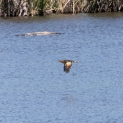 Ixobrychus dubius (Australian Little Bittern) at Fyshwick, ACT - 19 Jan 2024 by rawshorty