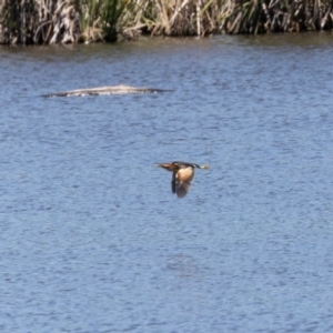 Ixobrychus dubius at Jerrabomberra Wetlands - 19 Jan 2024