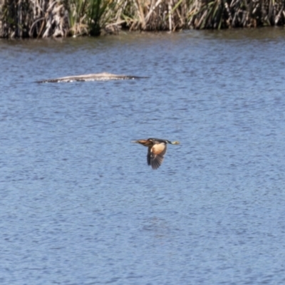 Ixobrychus dubius (Australian Little Bittern) at Jerrabomberra Wetlands - 19 Jan 2024 by rawshorty