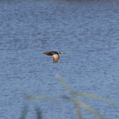 Ixobrychus dubius at Jerrabomberra Wetlands - 19 Jan 2024