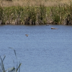 Ixobrychus dubius at Jerrabomberra Wetlands - 19 Jan 2024