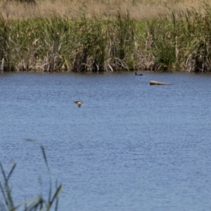 Ixobrychus dubius at Jerrabomberra Wetlands - 19 Jan 2024