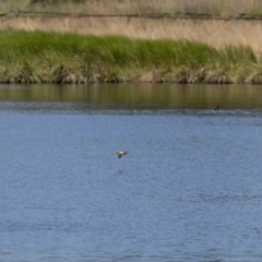 Ixobrychus dubius at Jerrabomberra Wetlands - 19 Jan 2024