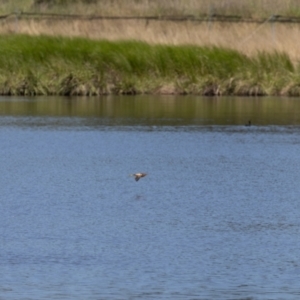 Ixobrychus dubius at Jerrabomberra Wetlands - 19 Jan 2024