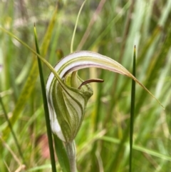 Diplodium coccinum (Scarlet Greenhood) at Glen Allen, NSW - 8 Jan 2024 by AJB