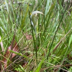 Diplodium coccinum at South East Forest National Park - 8 Jan 2024